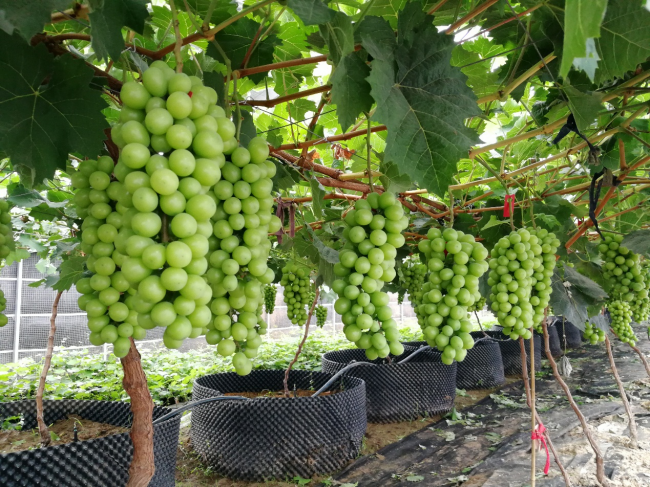 三润集团百万斤阳光玫瑰葡萄成熟，线上+线下全渠道送上葡萄盛宴